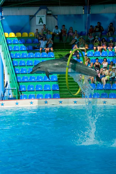 Delfinario. Un delfín. . Fotos de stock libres de derechos