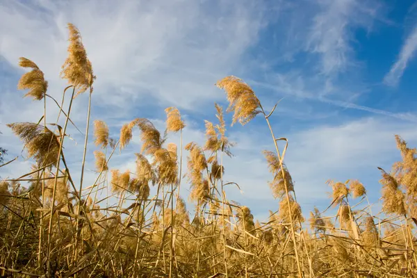 stock image Autumn. A cane.