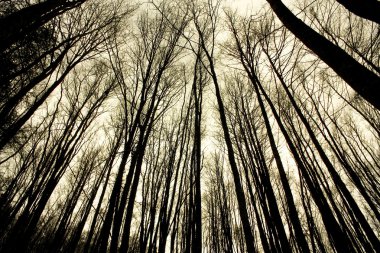 Irati ormanda kayın ormanı. Navarra, İspanya