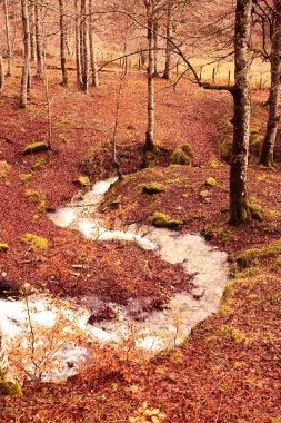 Creek in Jungle of Irati. Navarra, Spain clipart