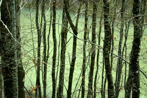 River in Jungle of Irati. Navarra, Spain — Stock Photo, Image