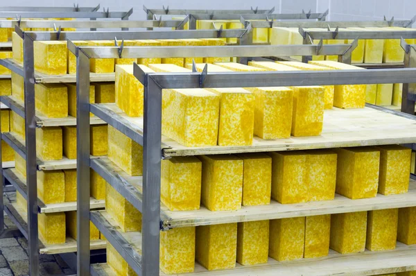 Sýr — Stock fotografie