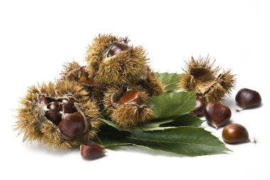 Chestnuts 8. clipart