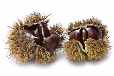 Chestnuts in their urchins..