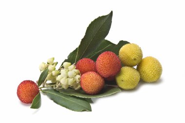 Arbutus 12. clipart