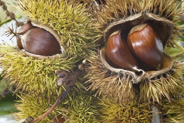 Closeup from some chestnuts. — Stock Photo, Image