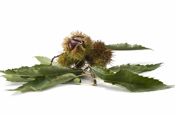 Chestnuts on the branch. — Stock Photo, Image