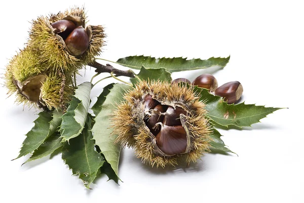 Chestnuts 18. — Stock Photo, Image