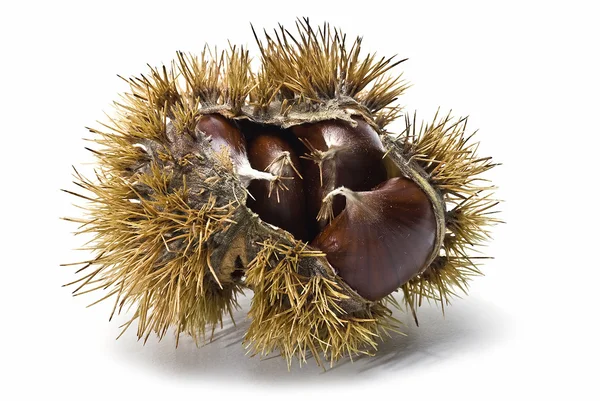 Chestnuts in the urchin 2. — Stock Photo, Image