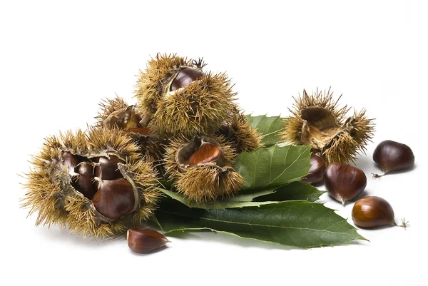 Chestnuts 8. — Stock Photo, Image
