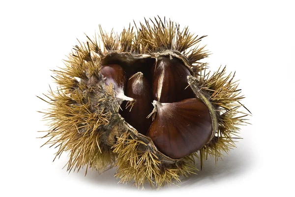 Chestnuts in the urchin. — Stock Photo, Image