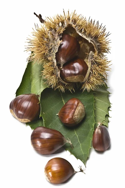 Chestnuts 4. — Stock Photo, Image