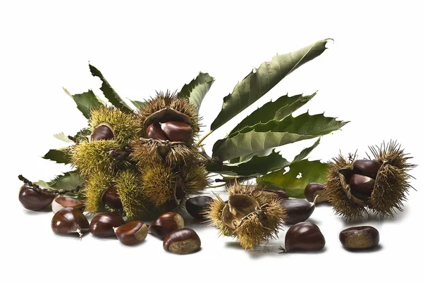Chestnuts. — Stock Photo, Image