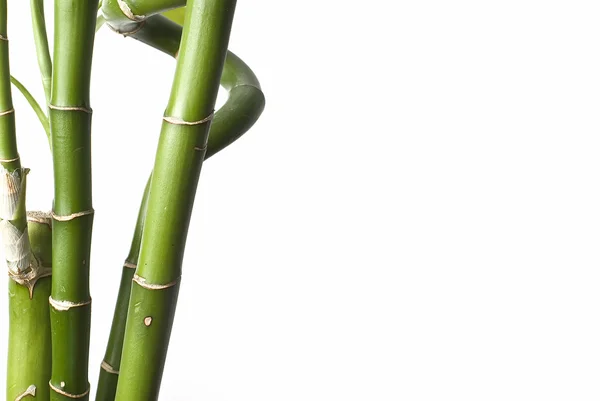 Zelený bambus. — Stock fotografie