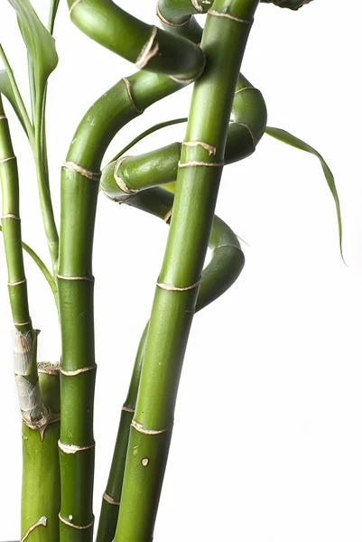Rostliny bambusu. — Stock fotografie
