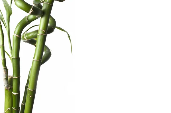 Bambus. — Stock fotografie