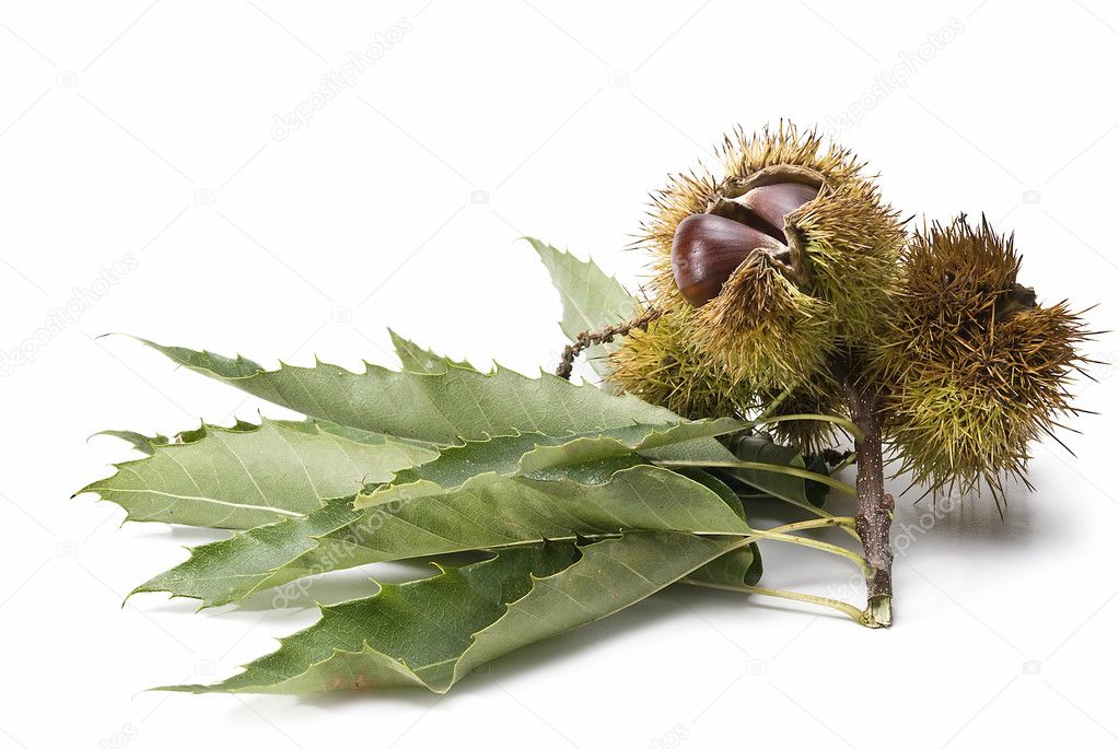 Chestnuts on a white background.