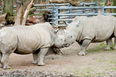 Rhino gergedanlar