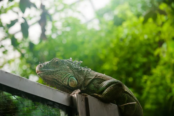 Lagarto —  Fotos de Stock