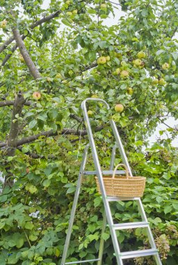 Harvesting of apples and a blackberry clipart