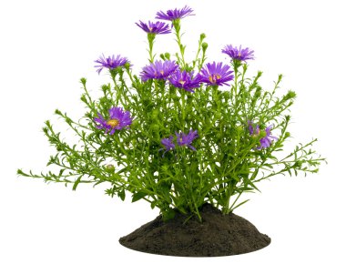 Small bush of violet chrysanthemums on a bed clipart