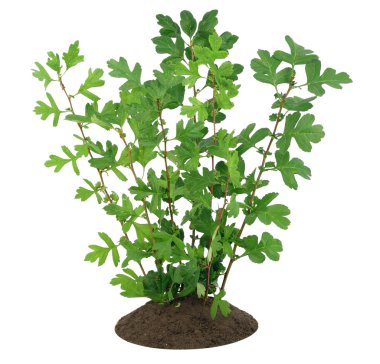 Young saplings sprouts of hawthorn clipart