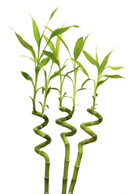 Isolated sprouts of a green bamboo clipart