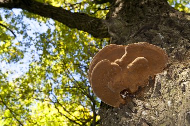 Wood mushroom on a maple trunk clipart