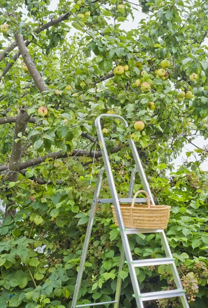 stock image Harvesting of apples and a blackberry