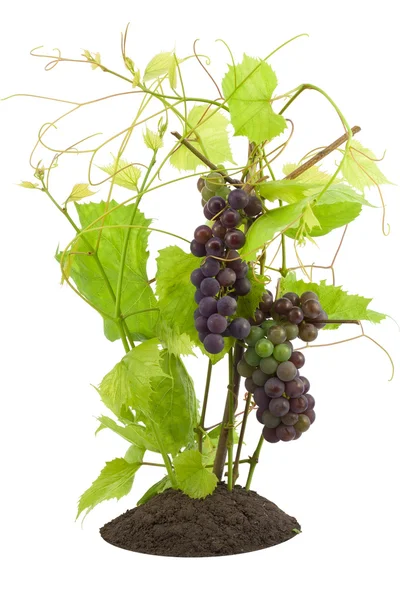 Jonge spruiten van rode druiven, onrijpe bessen. — Stockfoto
