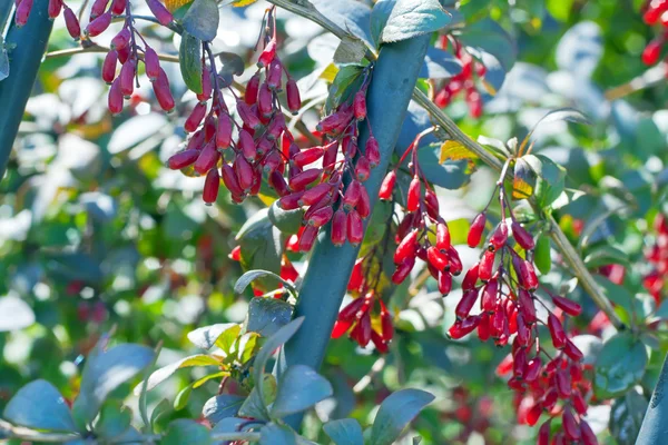 Bacche rosse mature di un crespino — Foto Stock