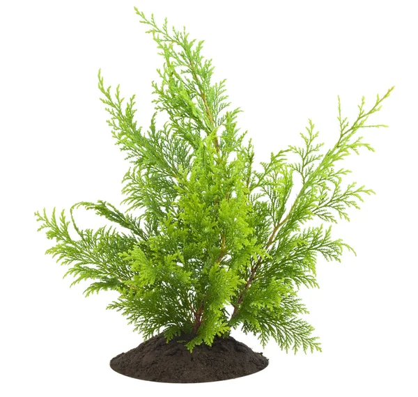 Young sapling, sprout a thuja — Stock Photo, Image