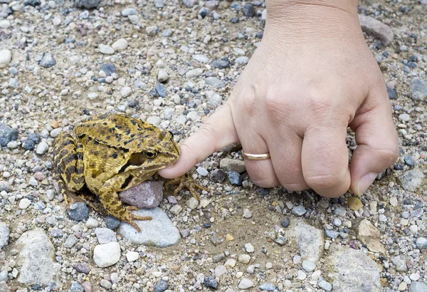 Ženská ruka hladí žába. — Stock fotografie