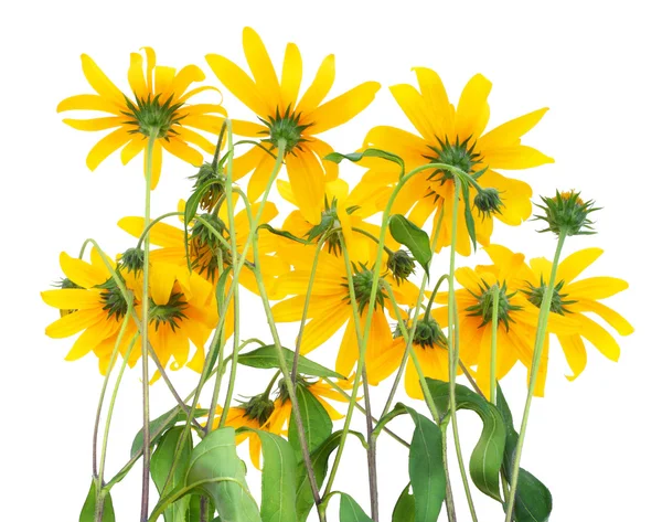 Back side of yellow flowers — Stock Photo, Image