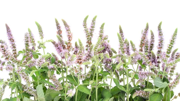 Border from a blossoming peppermint — Stock Photo, Image
