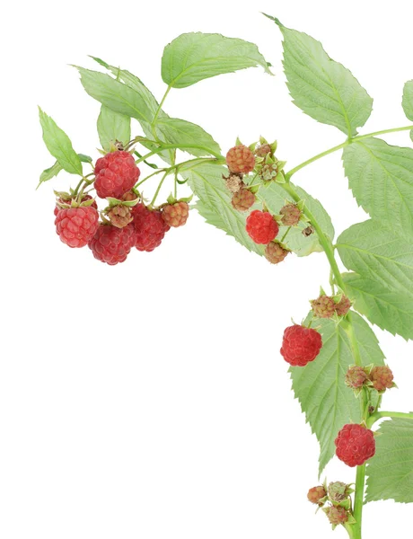 Raspberry on branch postcard — Stock Photo, Image