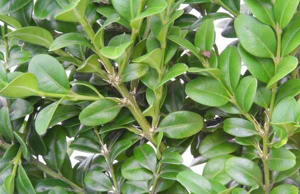 Bukszpan wiecznie zielony roślina tło — Zdjęcie stockowe