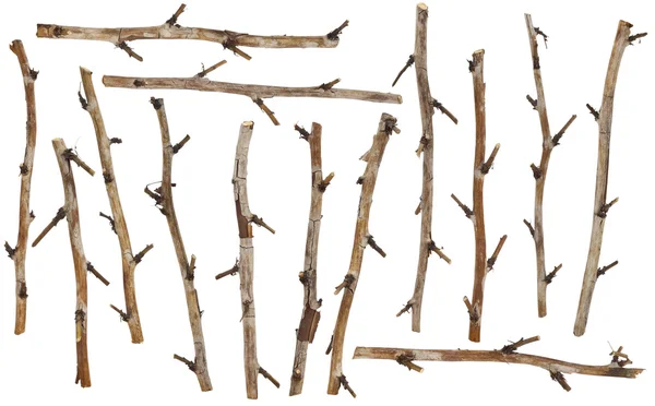 Set of the dry branches — Stock Photo, Image