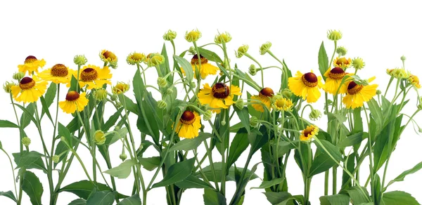 Fronteira de flores de Coreopsis — Fotografia de Stock