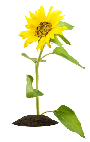 Die kleine Sonnenblume auf dem Beet blickt in die Sonne — Stockfoto