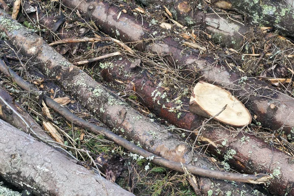 松の木の幹や毛皮木 — Stockfoto