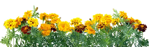 Border from French Marigold — 图库照片