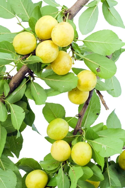 Wild yellow plums — Stockfoto
