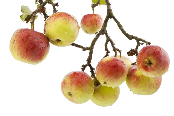 Real apples on a branch after a rain — Stock Photo, Image