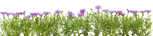 Border from violet chrysanthemums — Stock Photo, Image