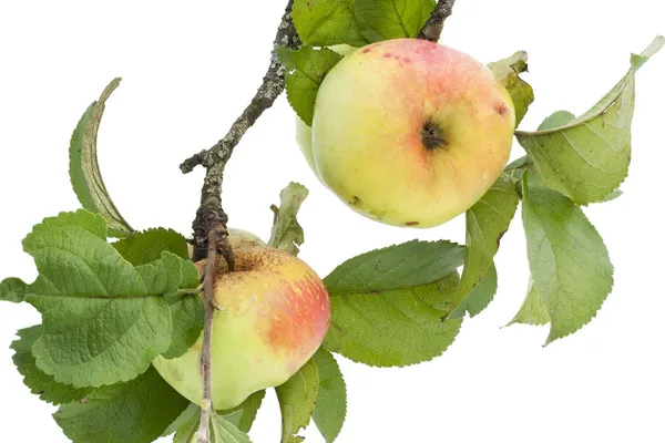 Äkta äpplen på en gren med blad — Stockfoto