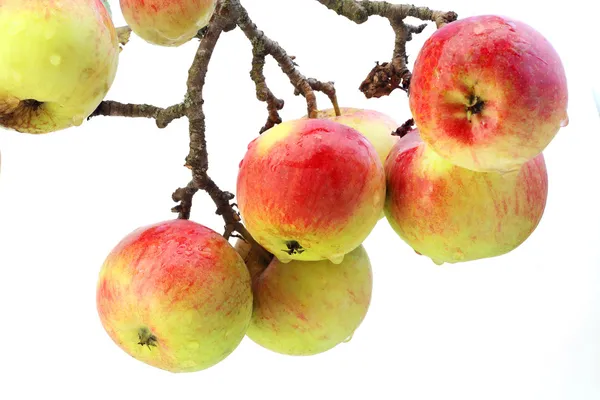 Real apples on a branch isolated — Stock Photo, Image