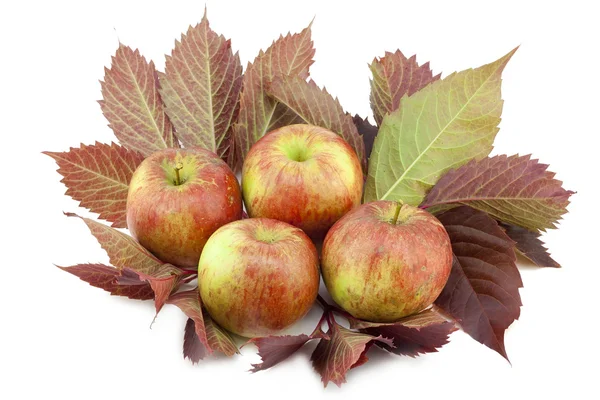Real apples on leaves — Stock Photo, Image
