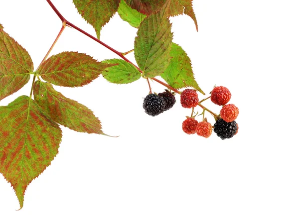 Branch of an autumn blackberry — Stock Photo, Image