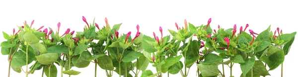 Border from plants with pink buds — Stock Photo, Image
